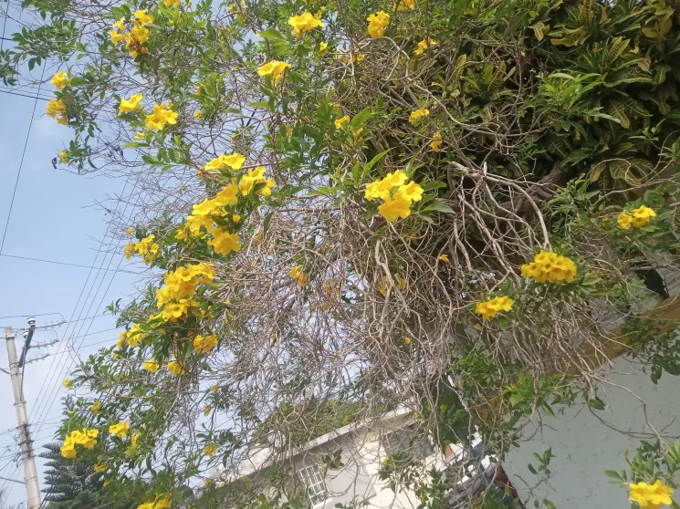 Flores