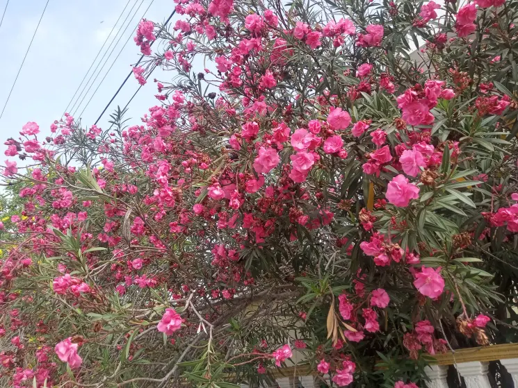 Flores