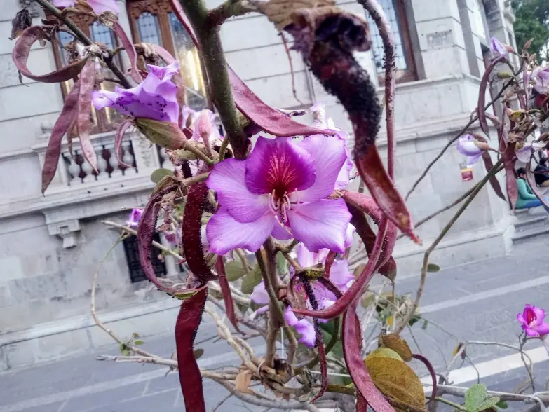 Flor pata de vaca