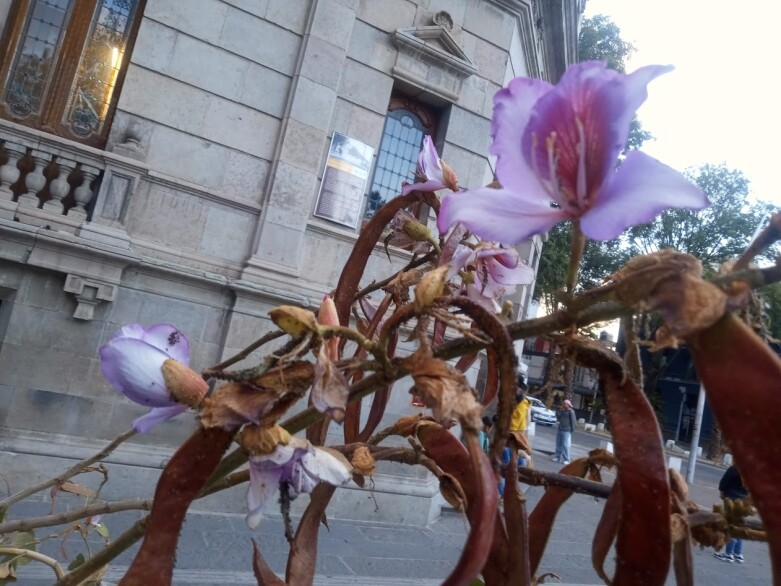 Flor pata de vaca