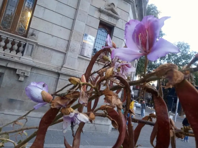 Flor pata de vaca