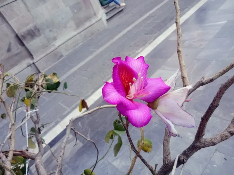 Flor pata de vaca
