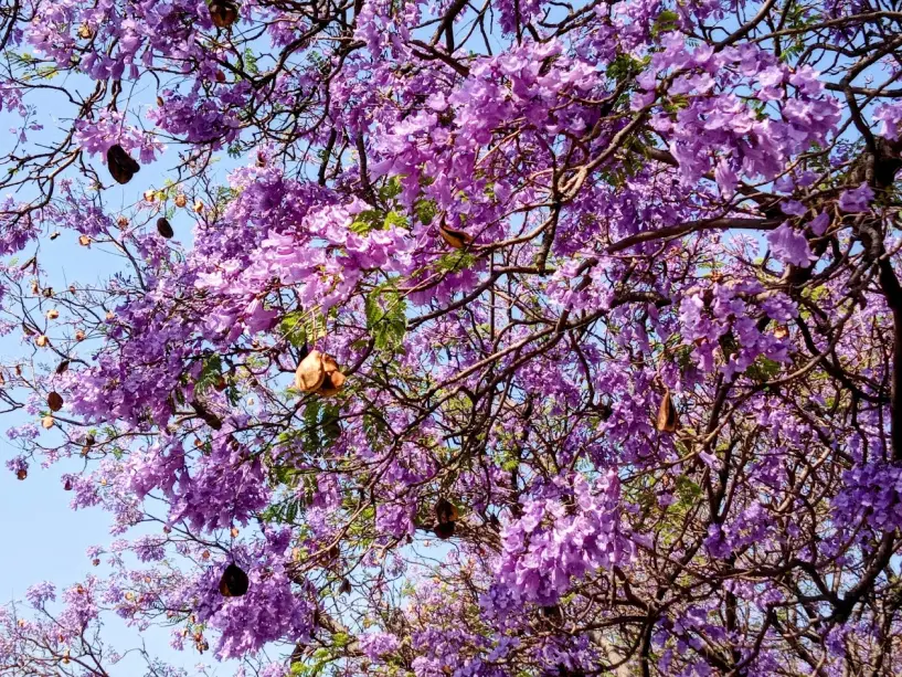 Jacaranda