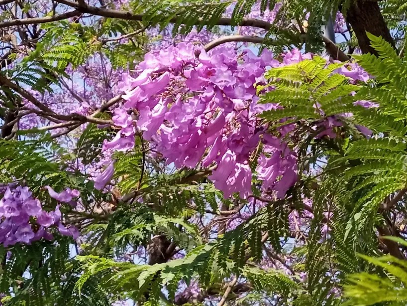 Jacaranda