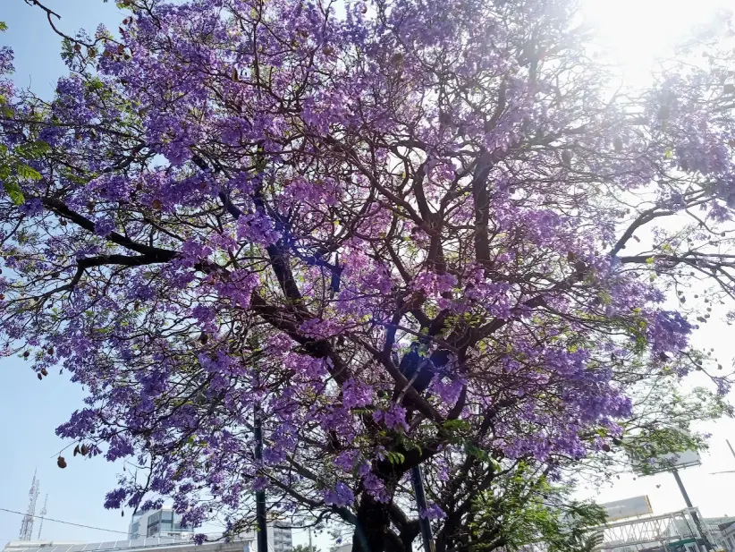 Jacaranda