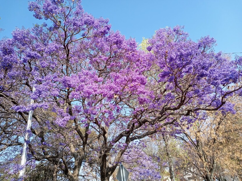 Jacaranda