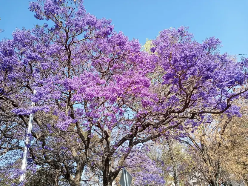 Jacaranda