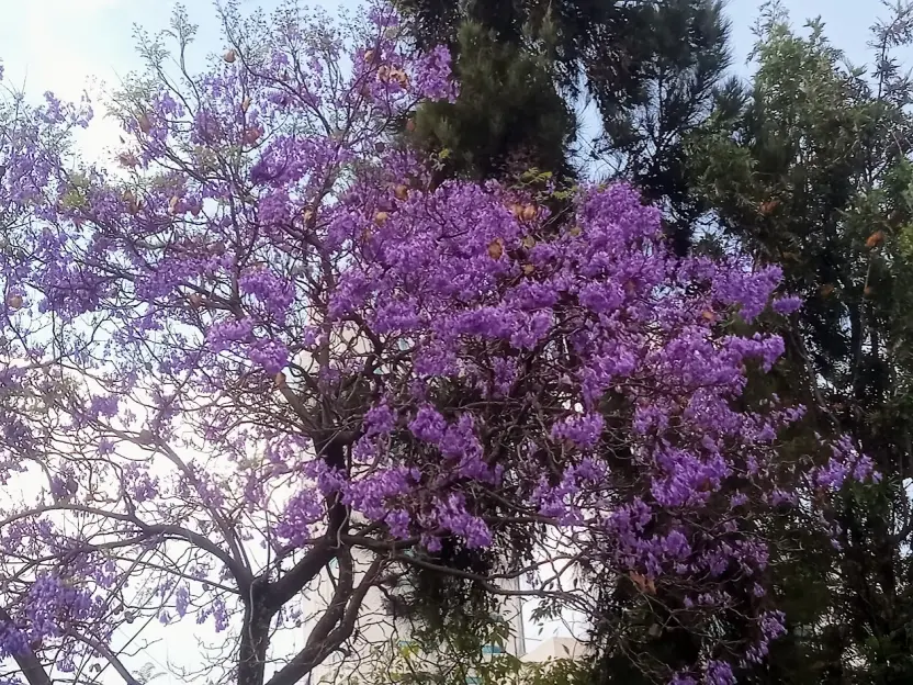 Jacaranda