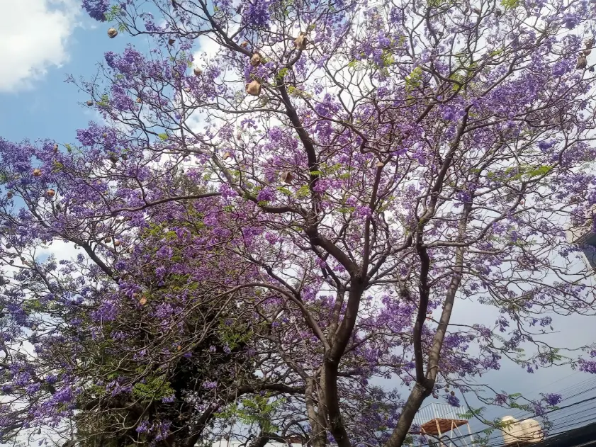 Jacaranda