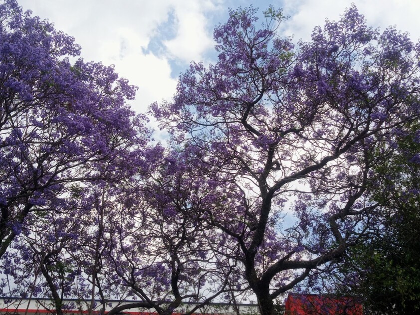 Jacaranda
