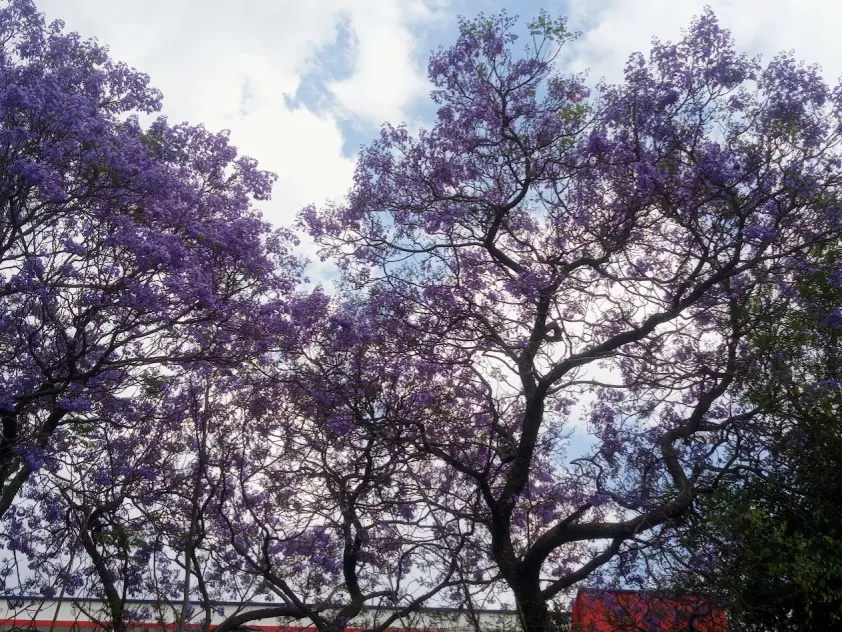 Jacaranda