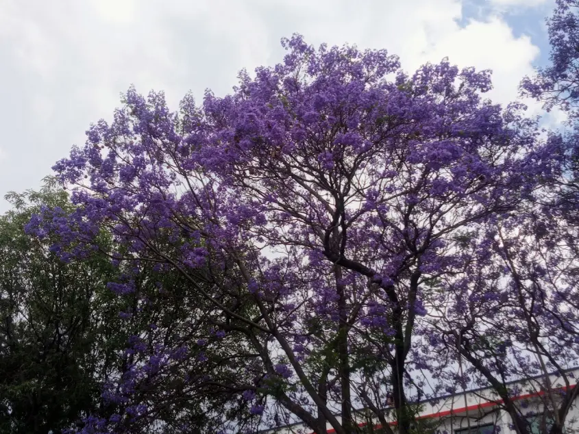 Jacaranda