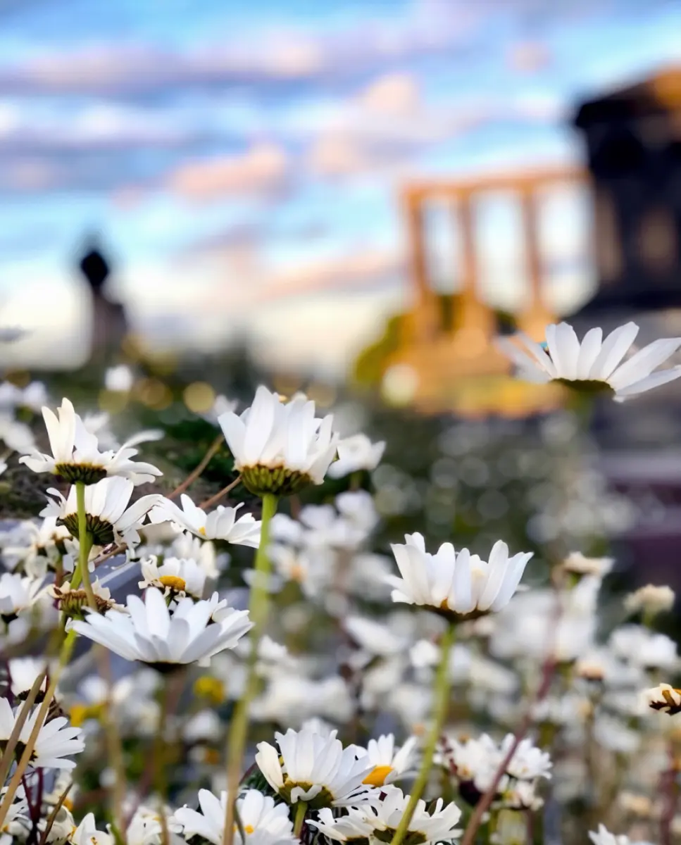 Colton Hill, sea of daisies at sunset, Edinburgh Museum and University of Glasgow
