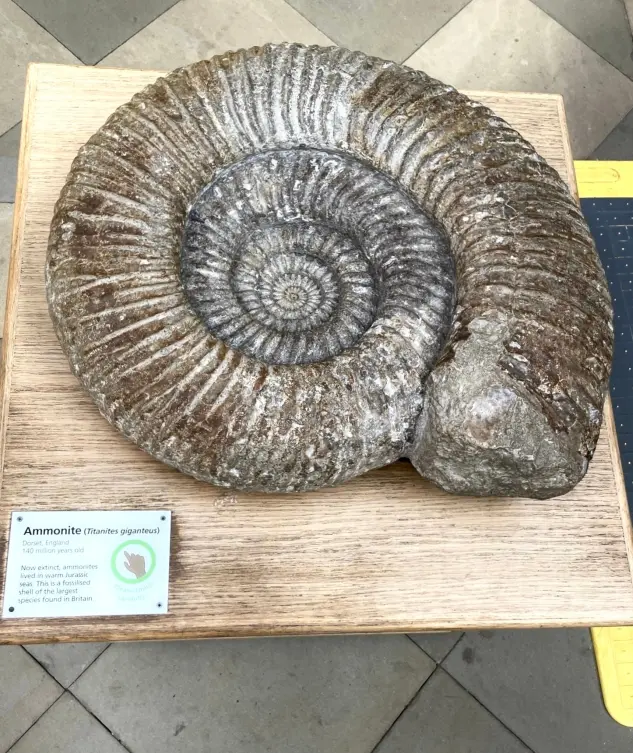 Ammonite