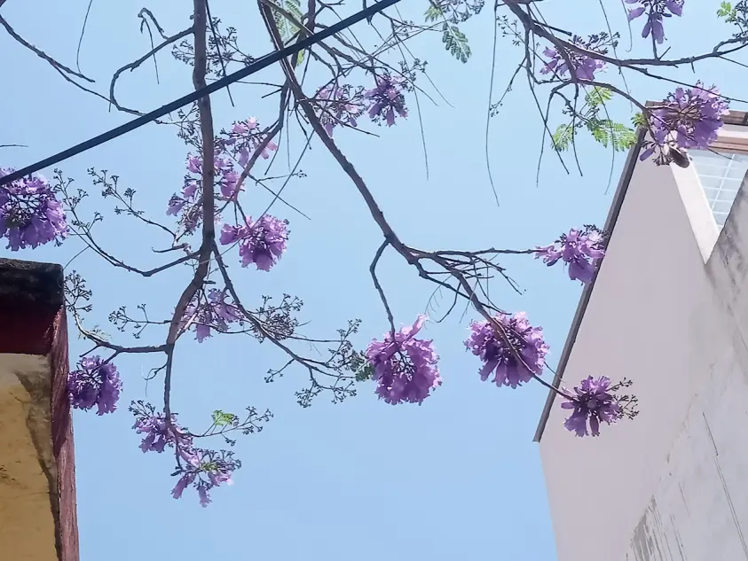 Jacaranda