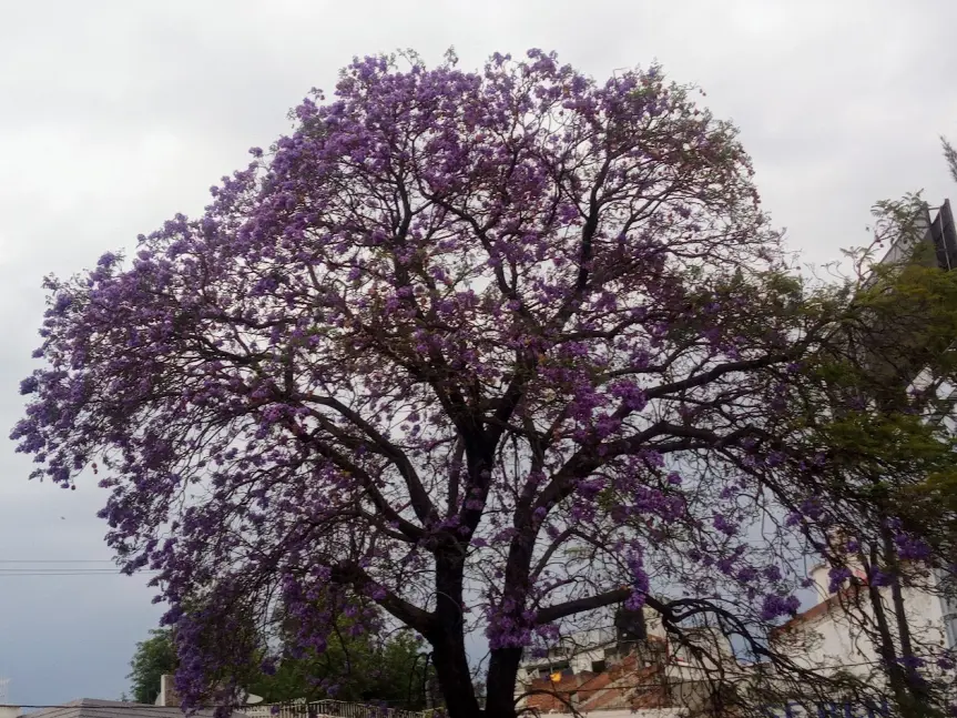 Jacaranda