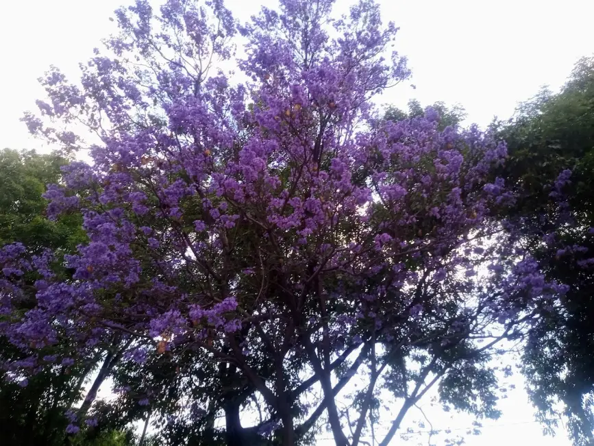 Jacaranda