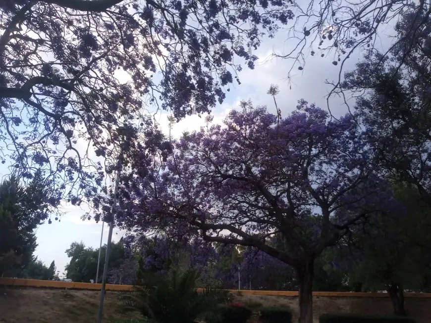 Jacaranda