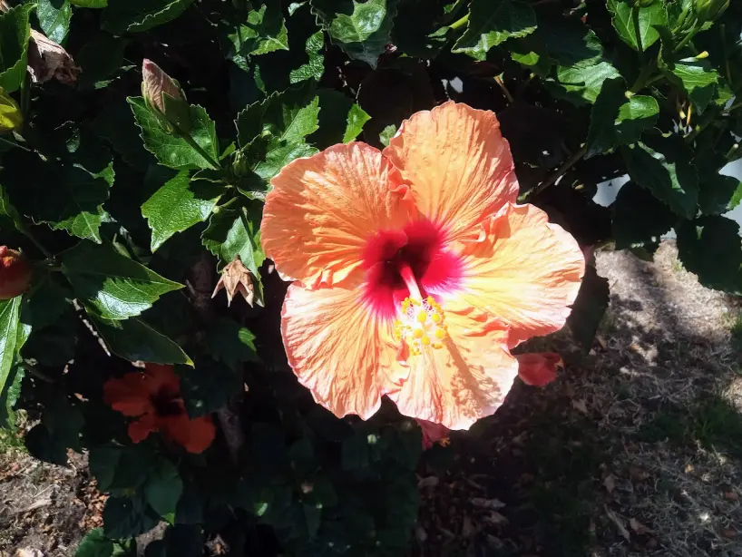 Hebisco's flower
