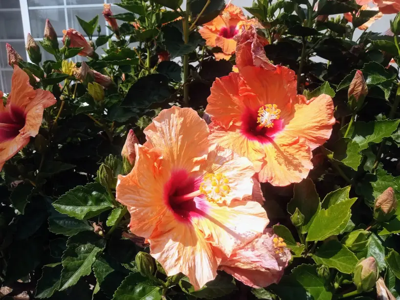 Hebisco's flower