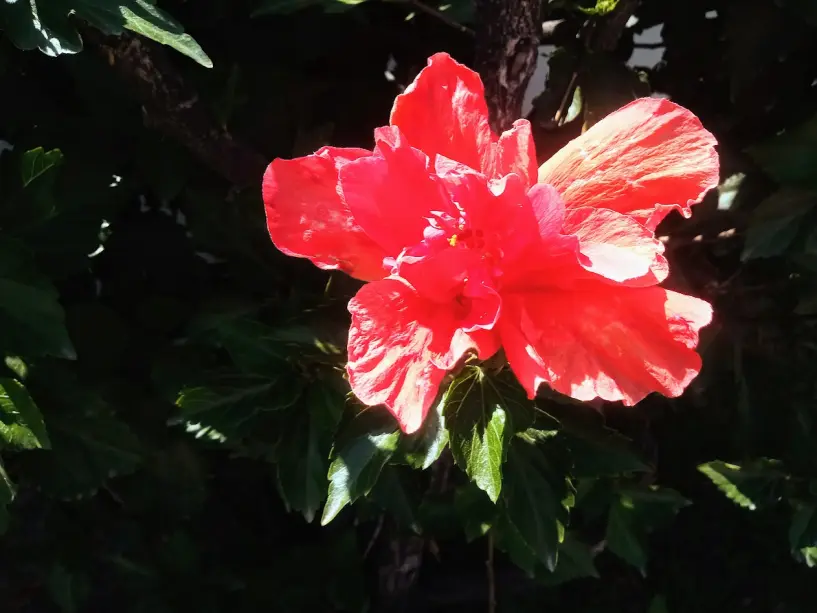 Hebisco's flower