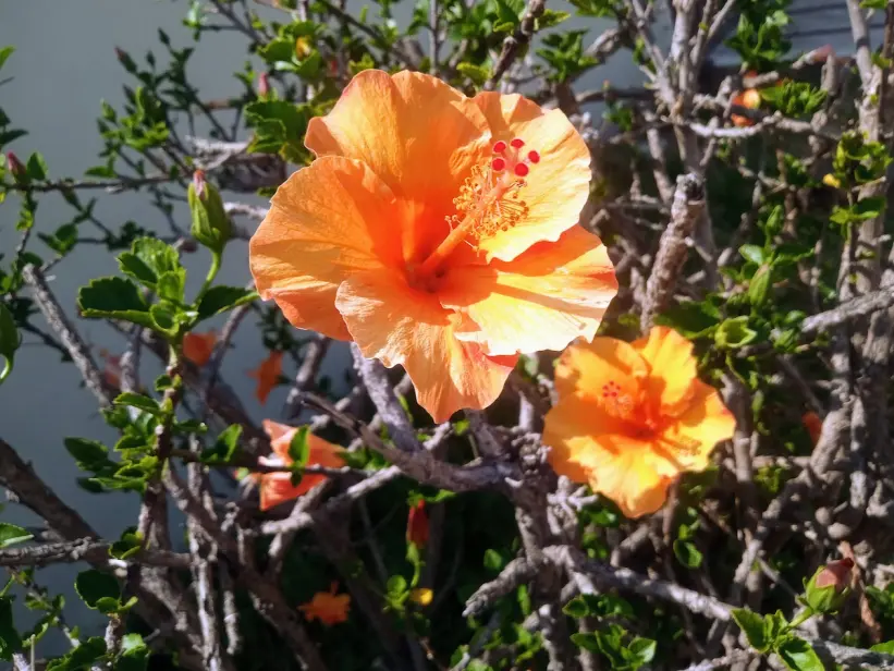 Hebisco's flower
