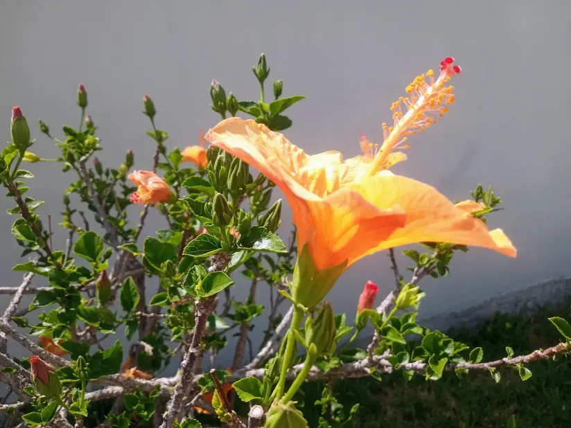 Hebisco's flower