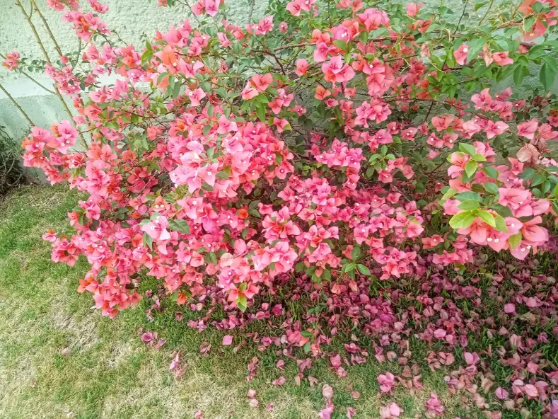 Bougainvillea
