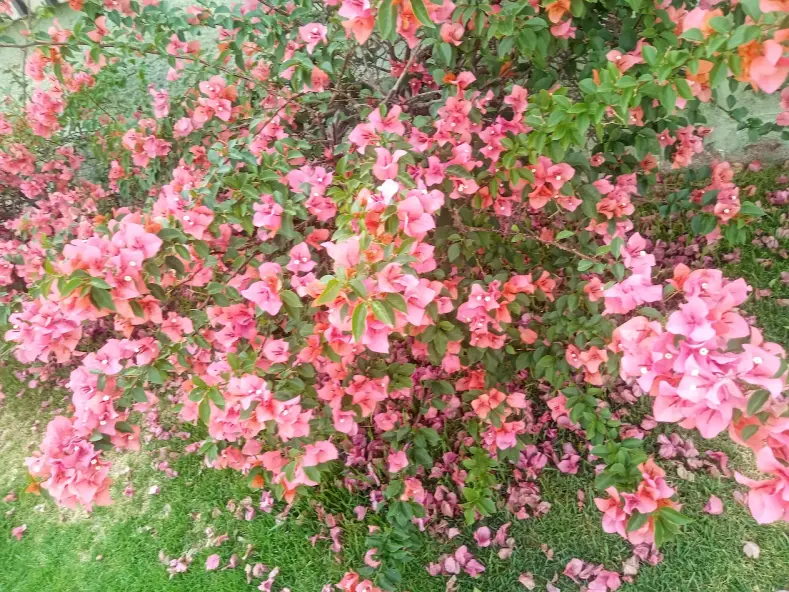 Bougainvillea