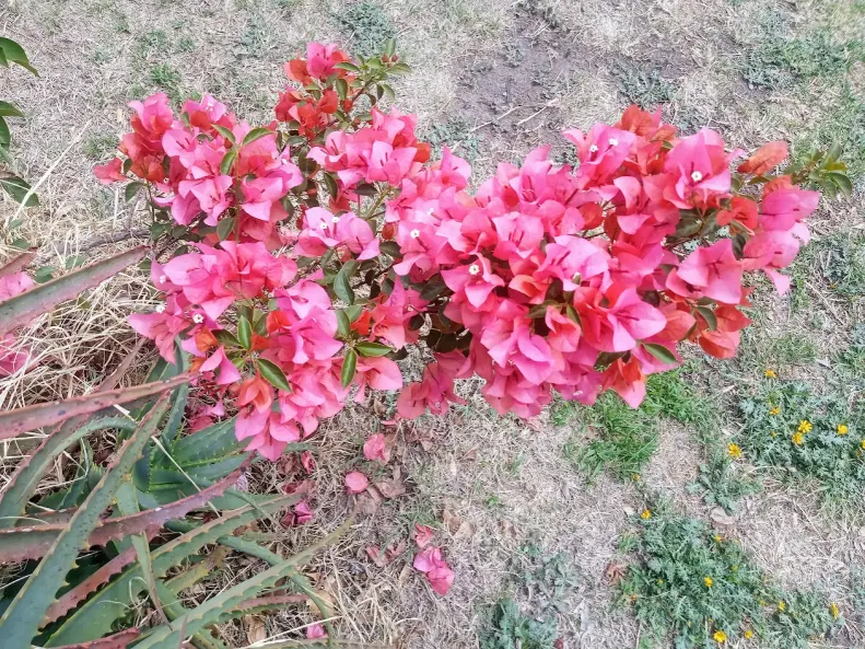 Bougainvillea