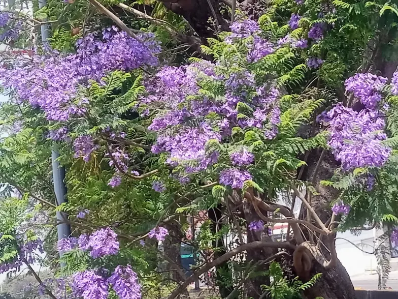 Jacaranda