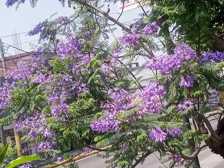 Jacaranda