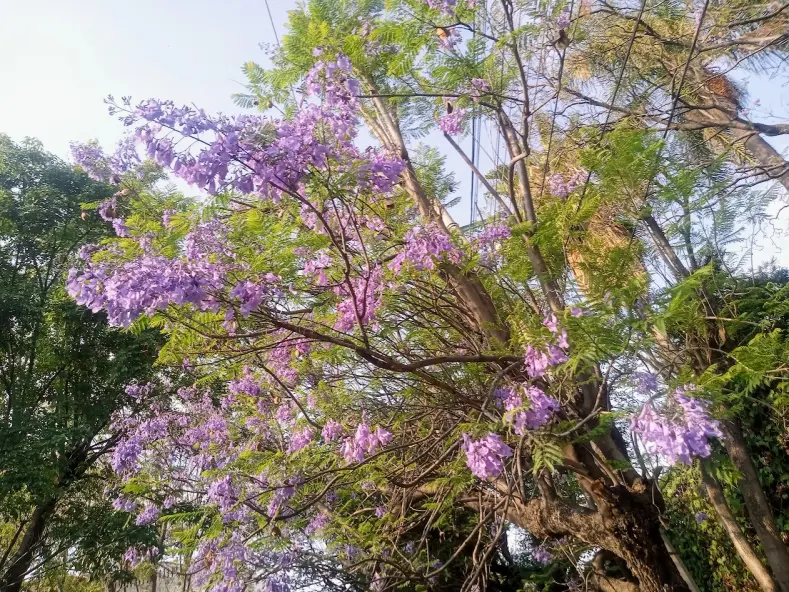 Jacaranda
