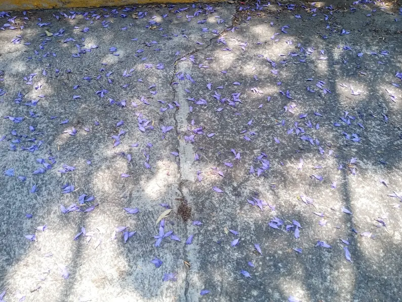 Jacaranda