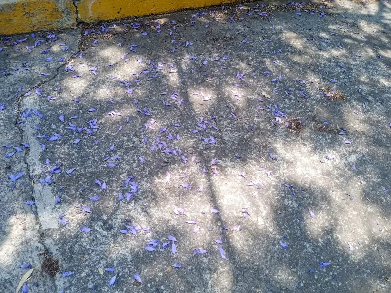 Jacaranda