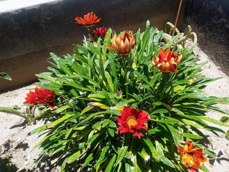 Gazania