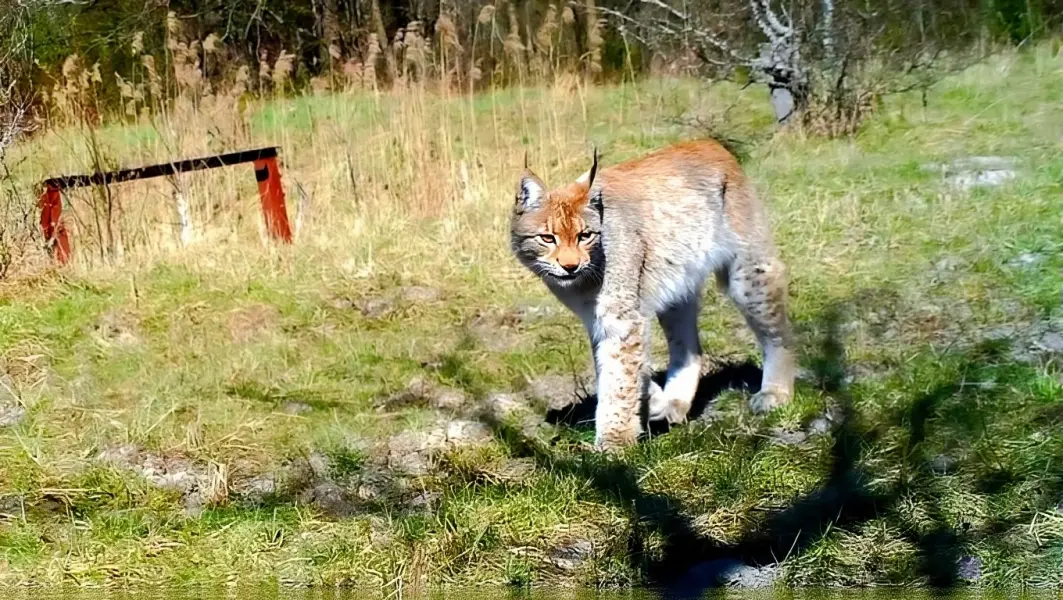 Chernobyl without myths