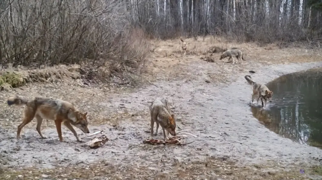Chernobyl without myths