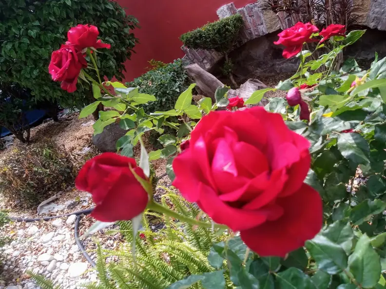 Rosas