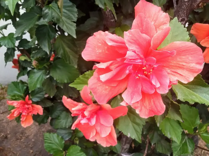 Hebisco's flower