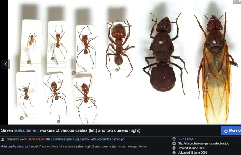ants