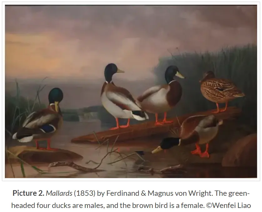 Mallards