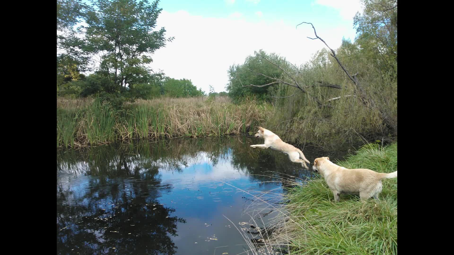 Labrador Jumping in Pod