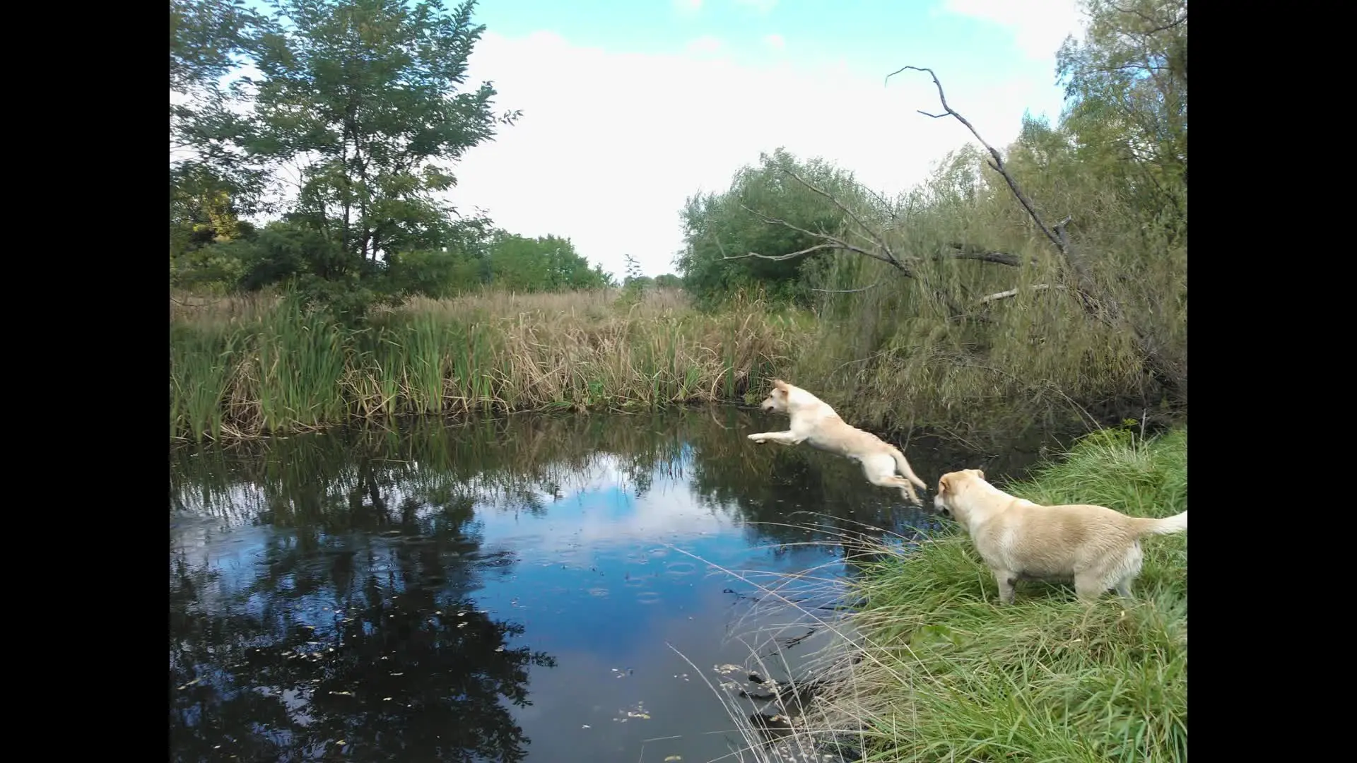 Labrador Jumping in Pod