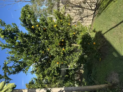 Mandarin tree