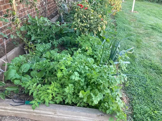 Parsley, Onion, Lettuce