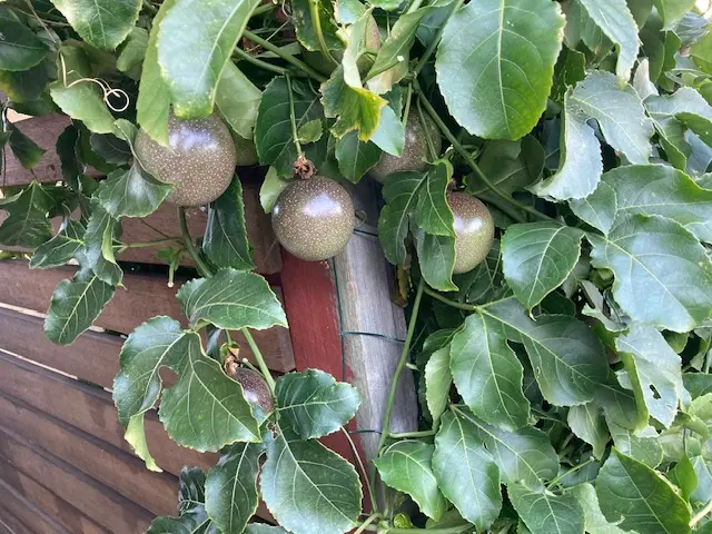 Passion fruit
