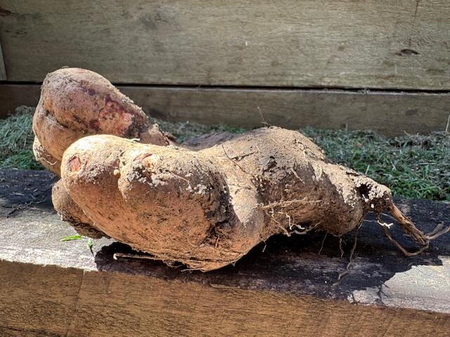 Taro roots