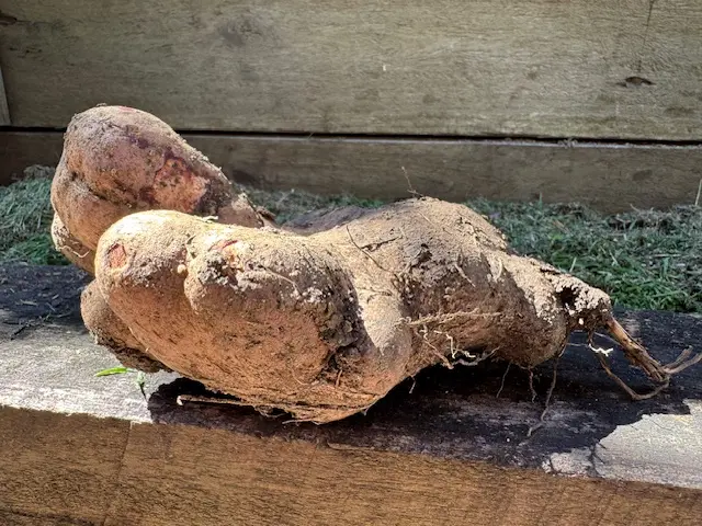 Taro roots
