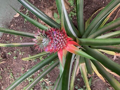 Pineapple